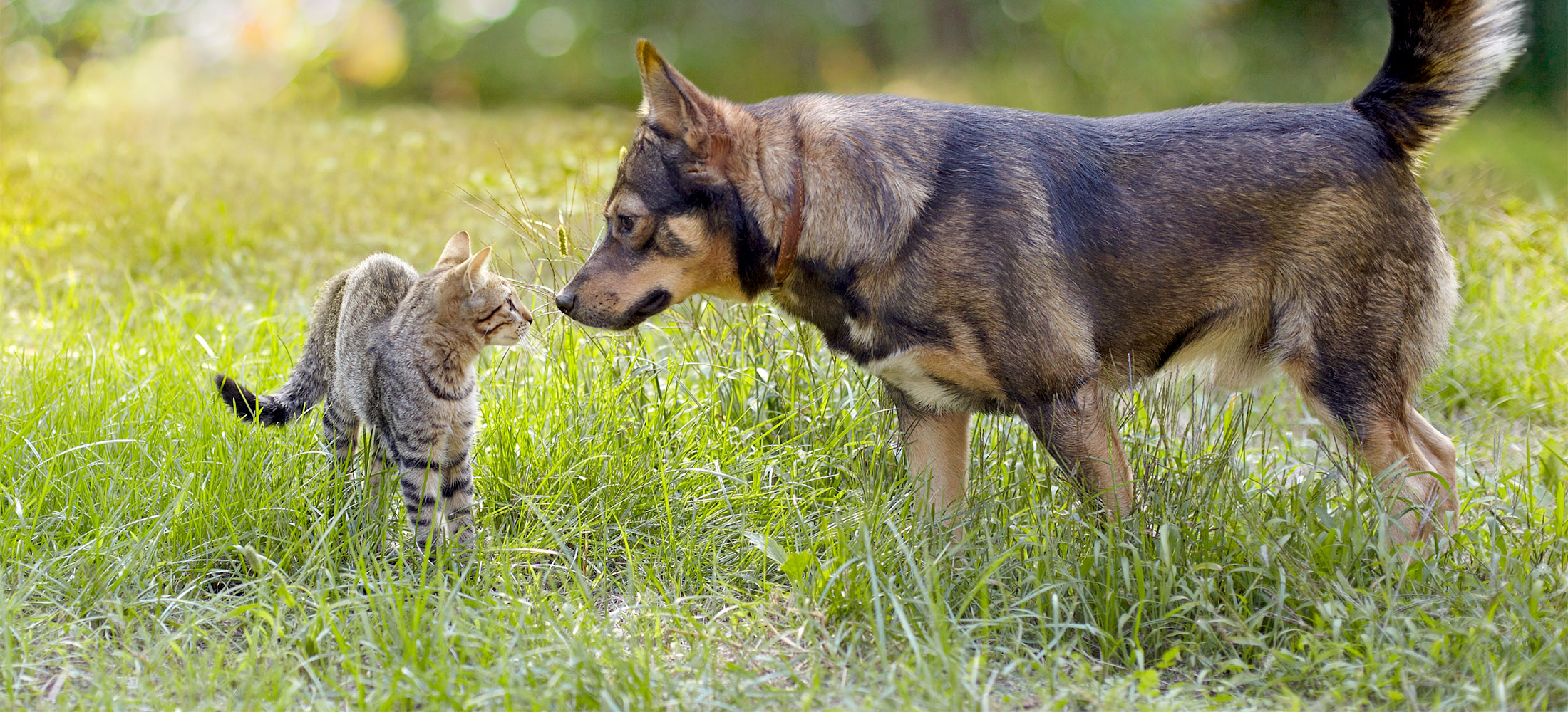 end-of-life-services-wishing-well-veterinary-hospital