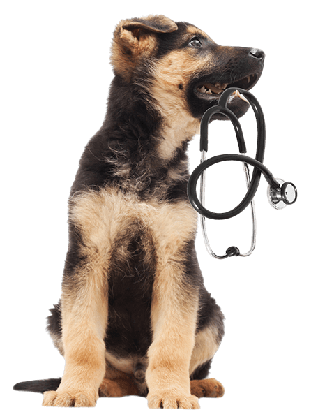 german shepherd puppy holding a stethoscope