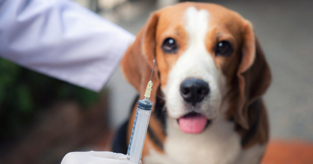 vet holding vaccine in front of beagle dog at clinic