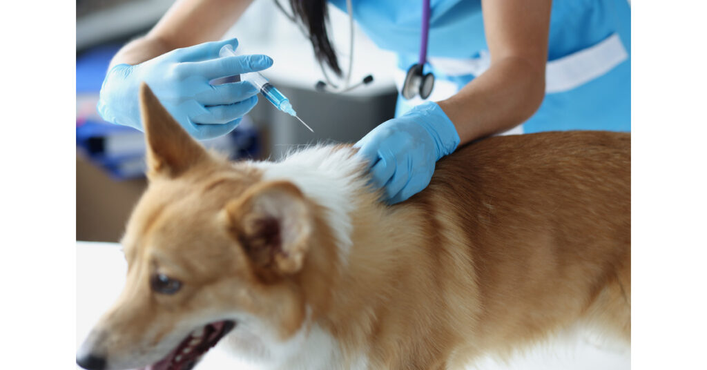 vet administering dog vaccination for corgi dog at clinic