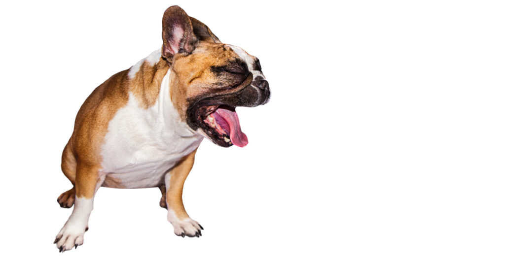 dog vomiting after vaccinations