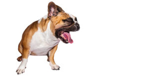 dog vomiting after vaccinations