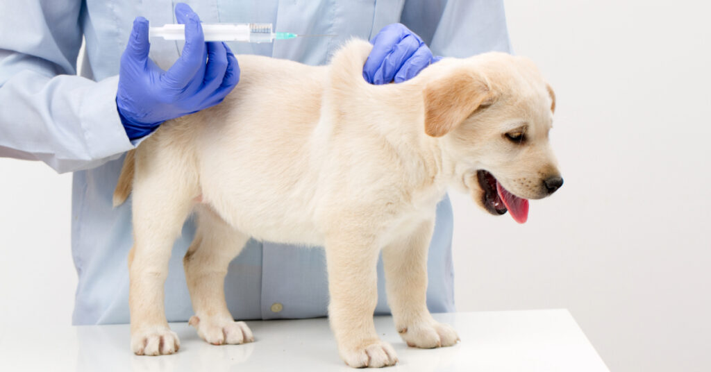 vet administering puppy vaccine at clinic