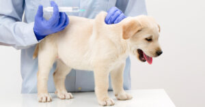 vet administering puppy vaccine at clinic