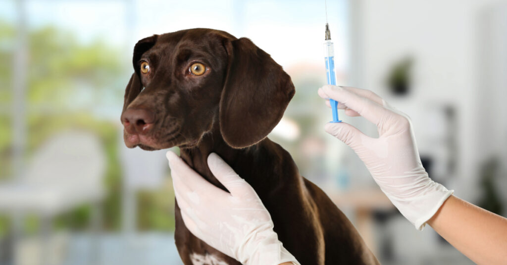 vet holding syringe in front of dog before administering what dog vaccinations are necessary